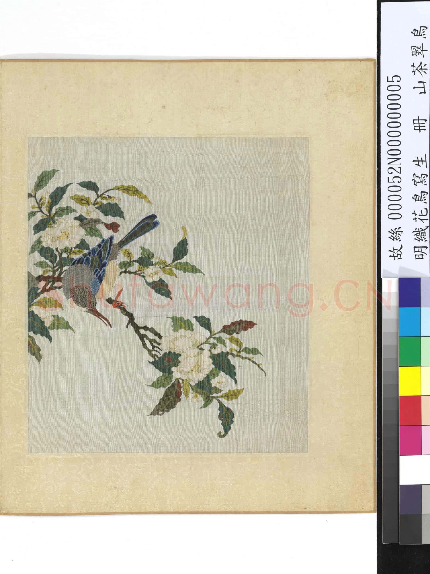 明織花鳥寫生.冊.茶花翠鳥故絲