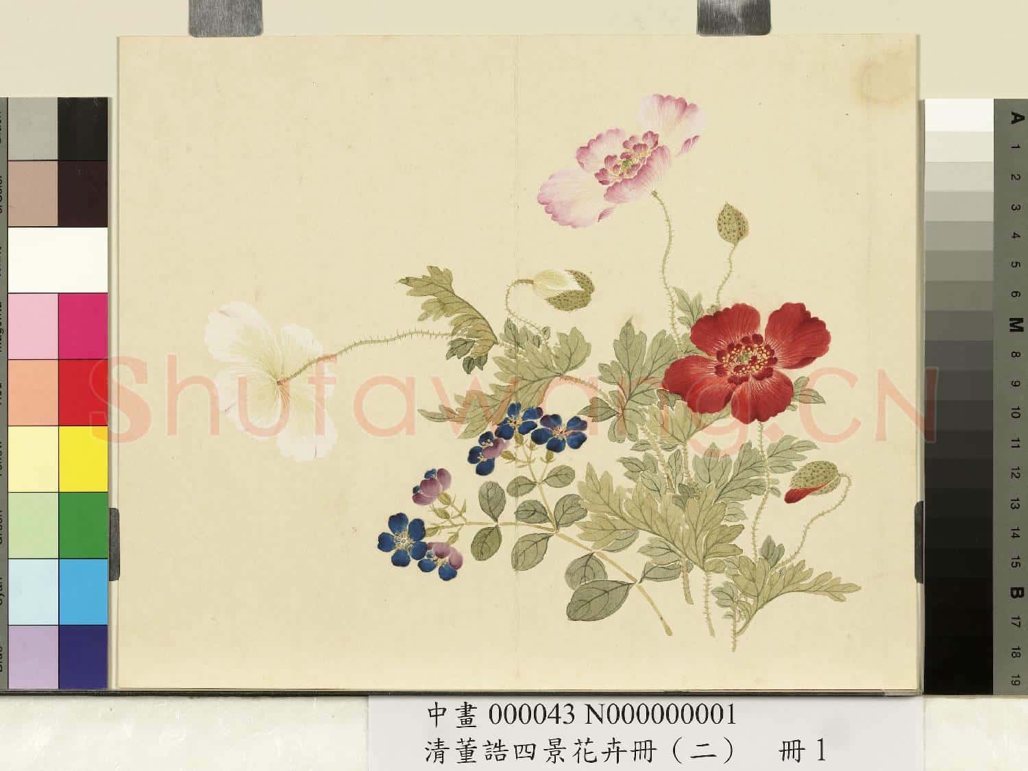 清.董誥四景花卉冊(二)冊夏景花卉之一.中畫