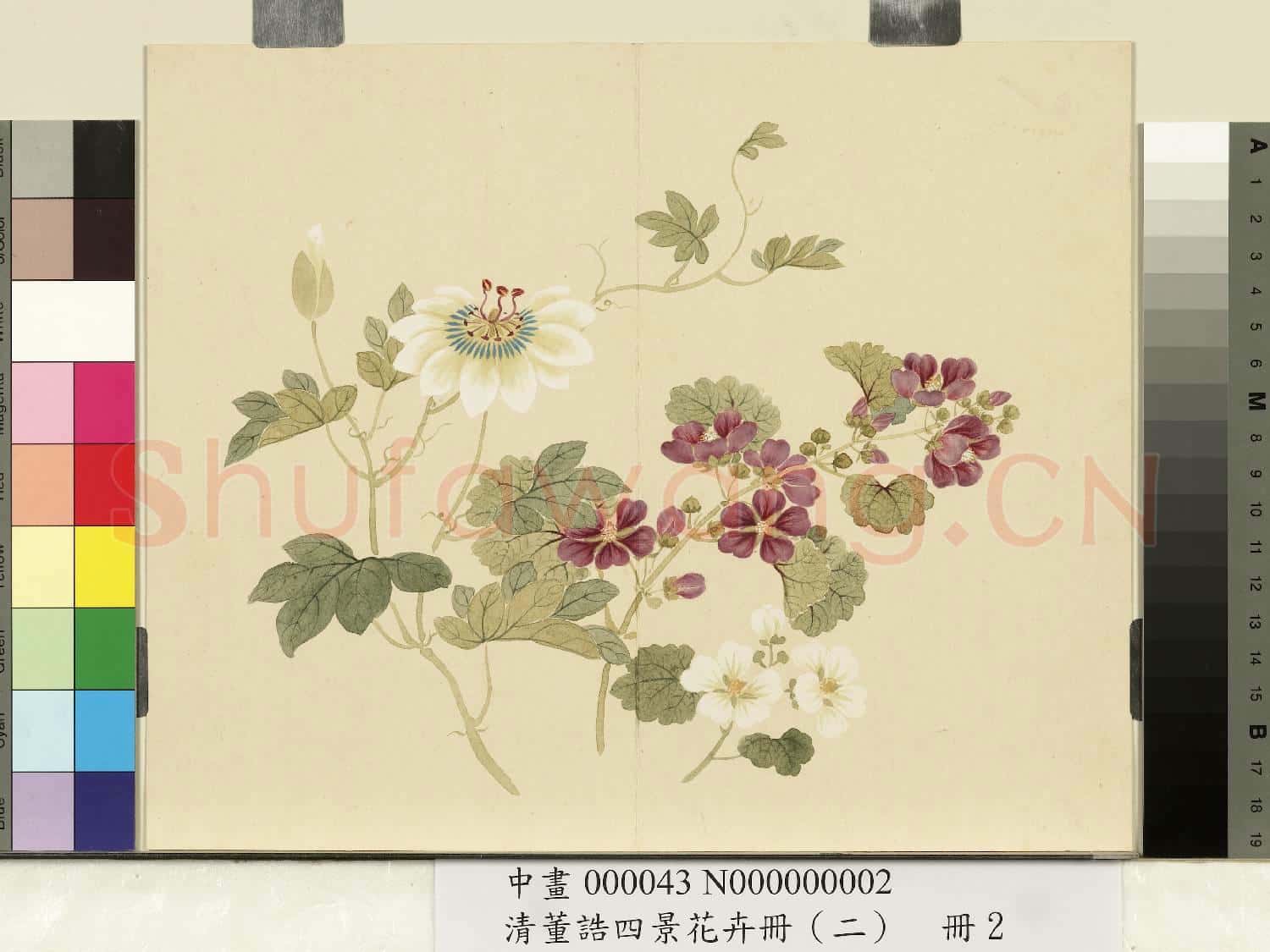 清.董誥四景花卉冊(二)冊夏景花卉之二.中畫