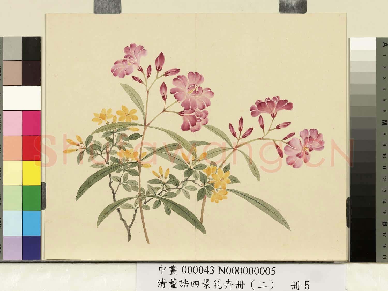 清.董誥四景花卉冊(二)冊夏景花卉之五.中畫