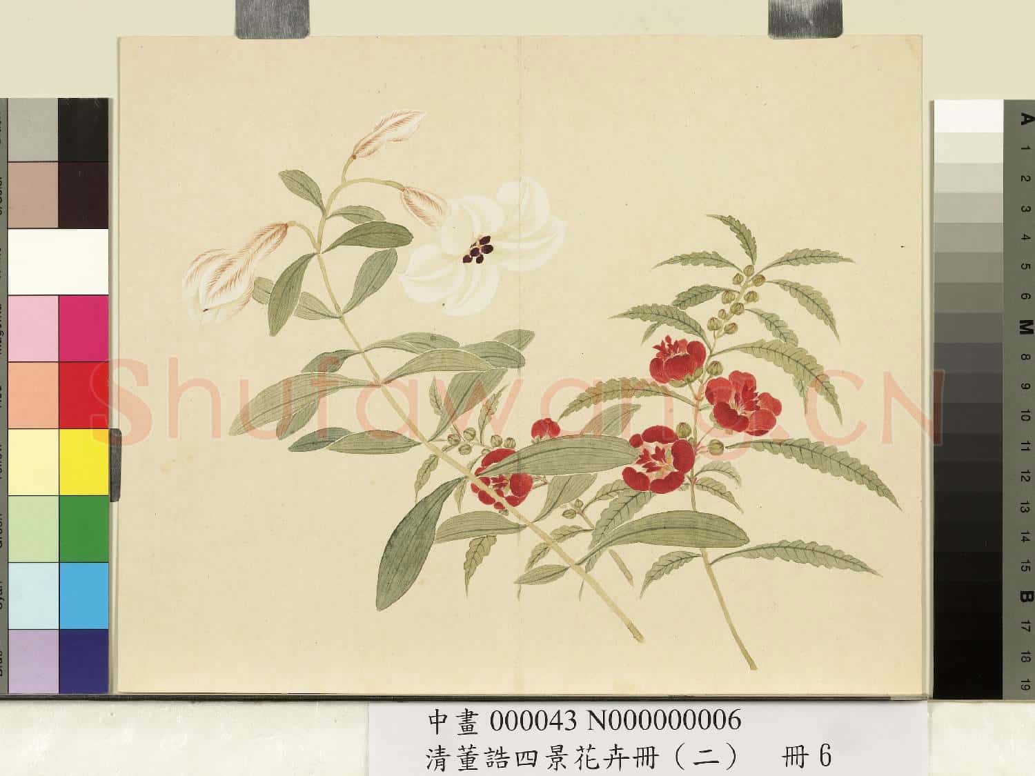 清.董誥四景花卉冊(二)冊夏景花卉之六.中畫