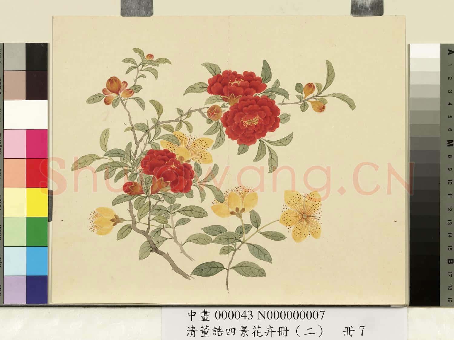清.董誥四景花卉冊(二)冊夏景花卉之七.中畫