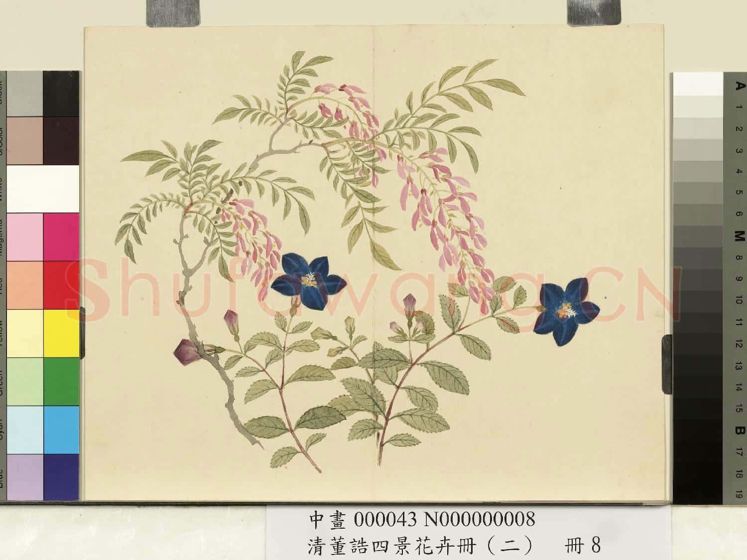清.董誥四景花卉冊(二)冊夏景花卉之八.中畫