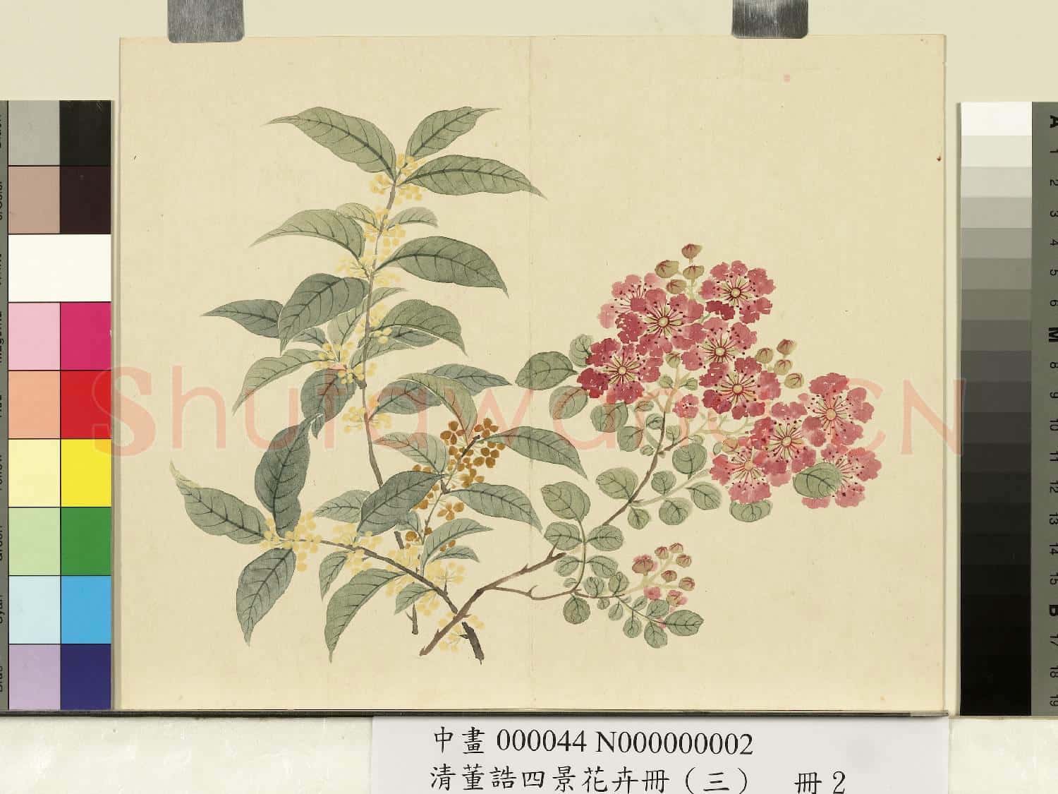 清.董誥四景花卉(三)冊秋景花卉之二.中畫