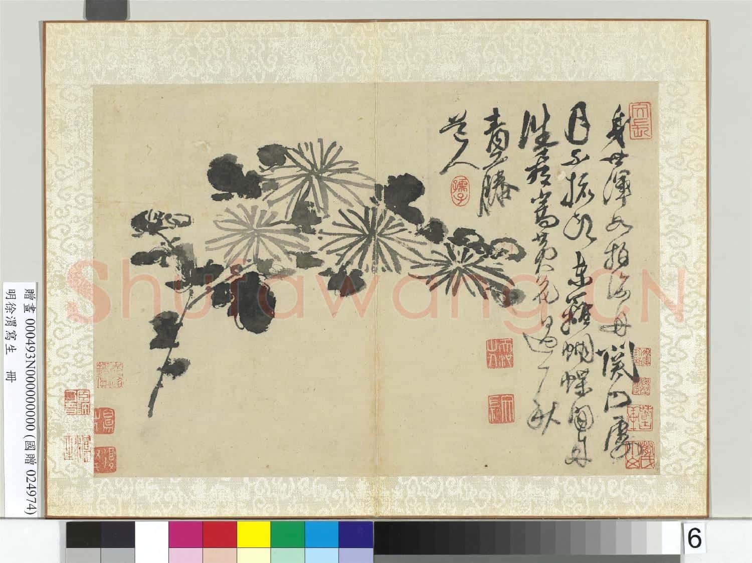 明徐渭寫生冊 冊 水墨畫菊
