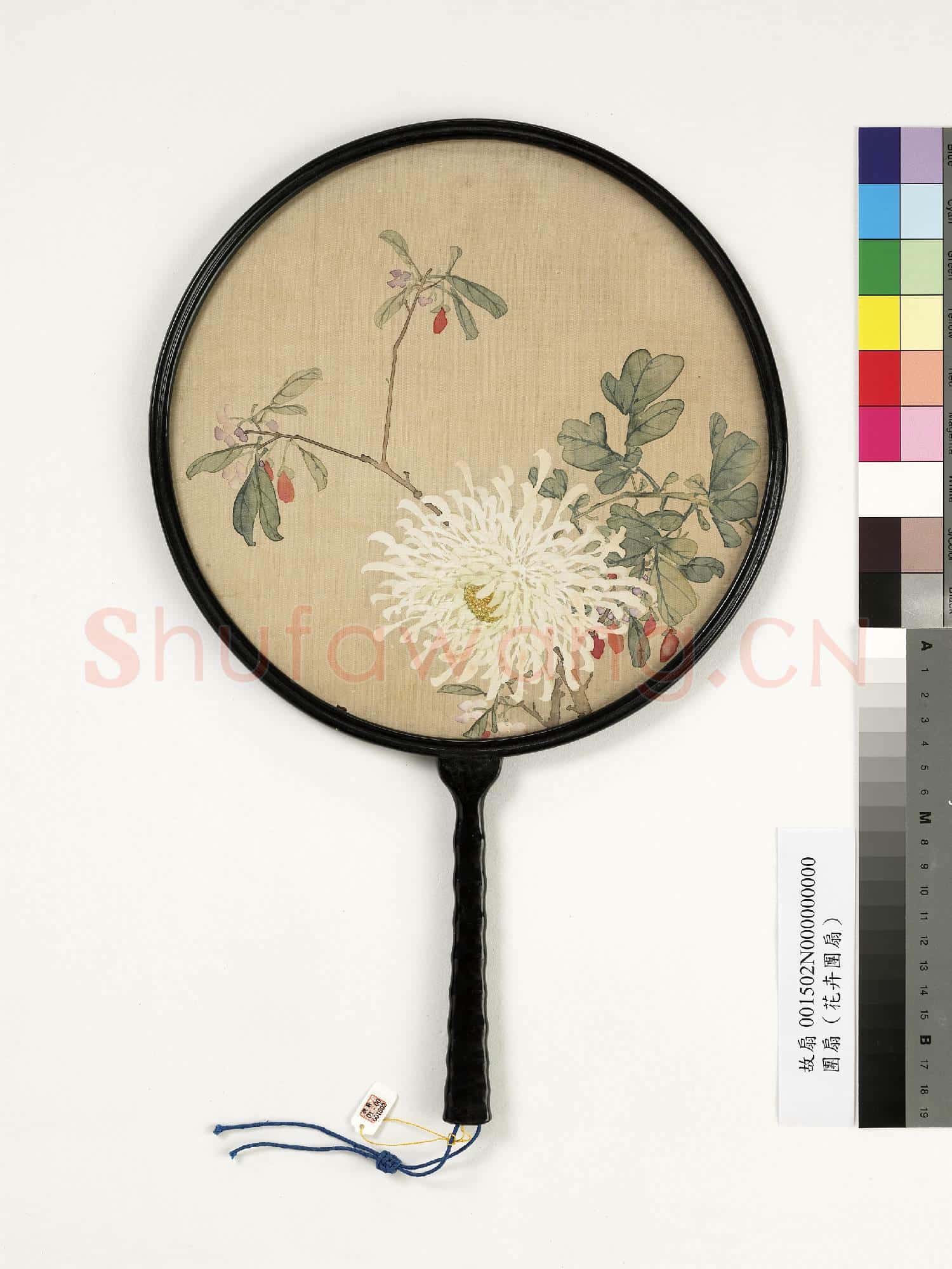 清人菊花 成扇