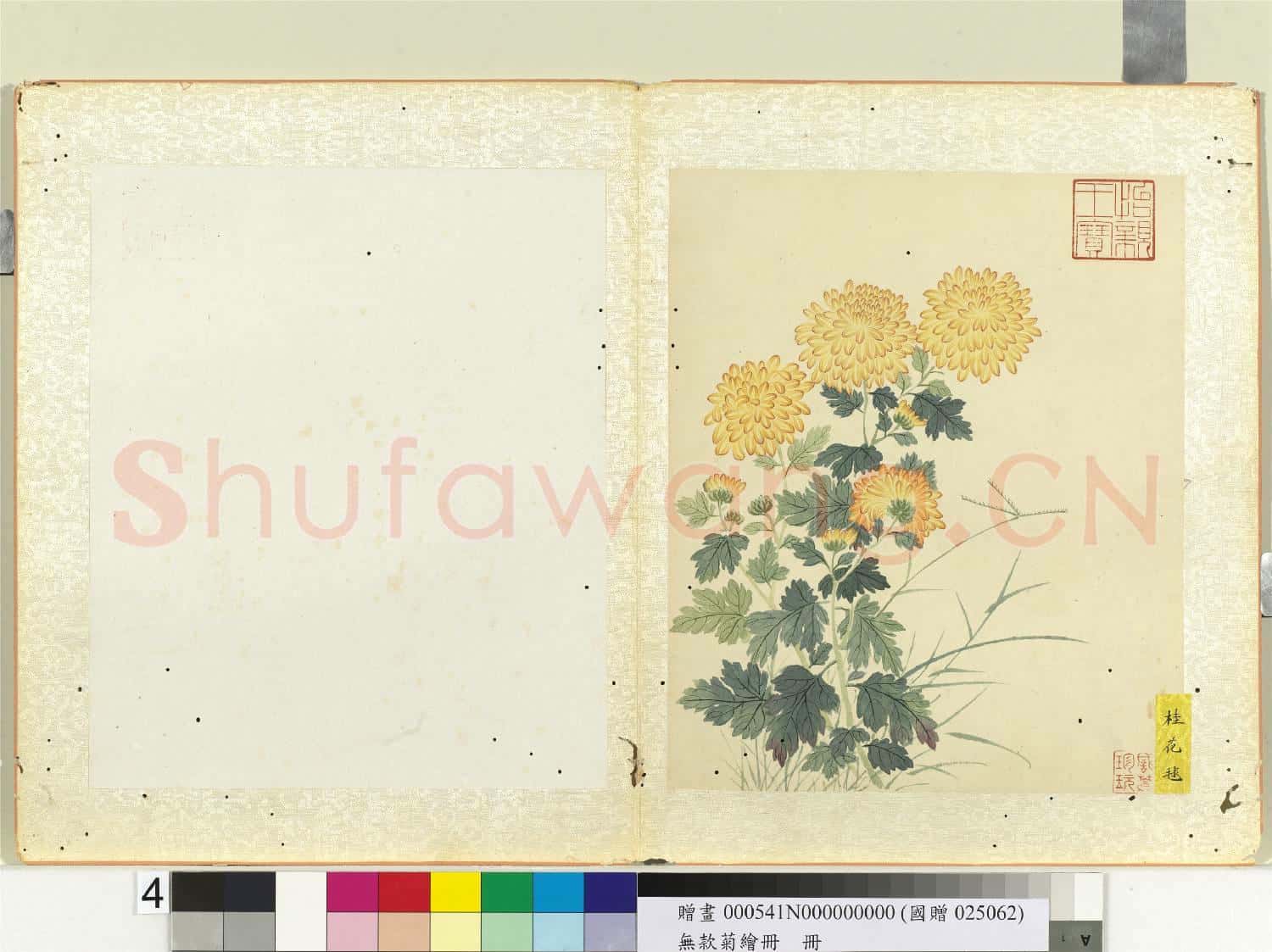 無款菊繪冊 冊 桂花毬