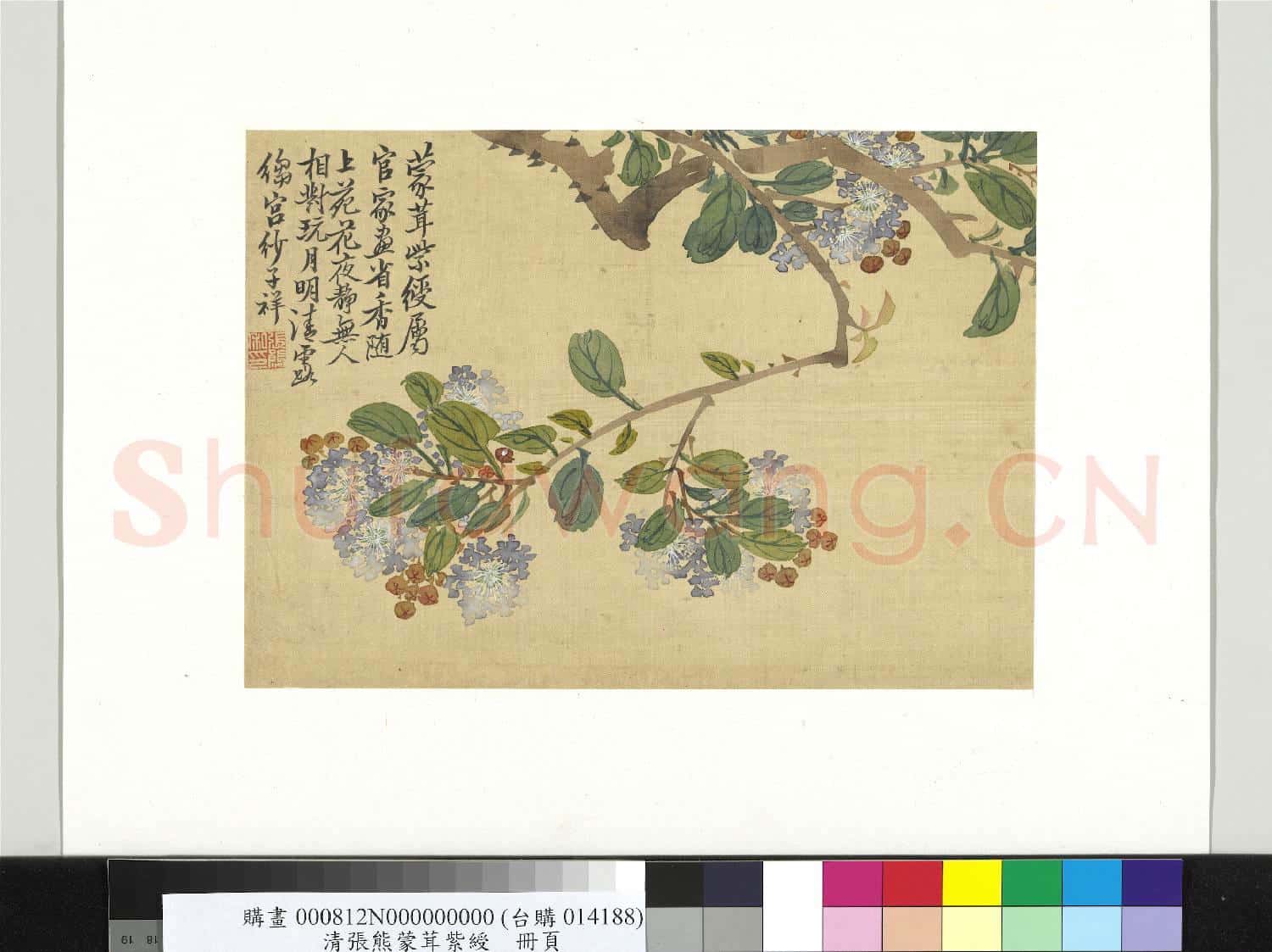 清張熊蒙茸紫綬 冊頁