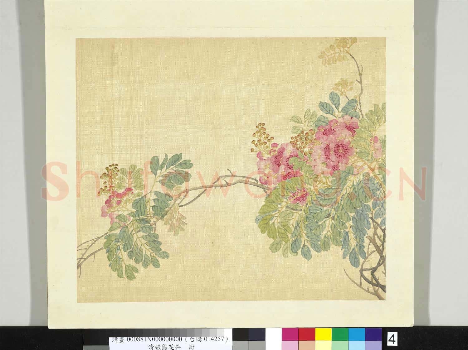 清張熊花卉冊 冊 紫薇