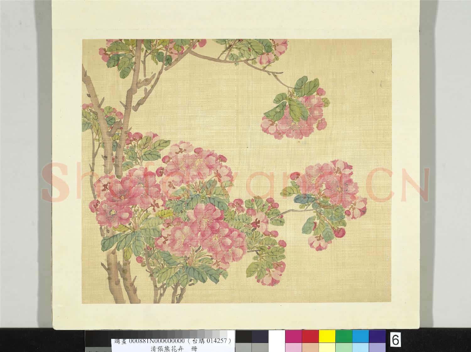 清張熊花卉冊 冊 海棠