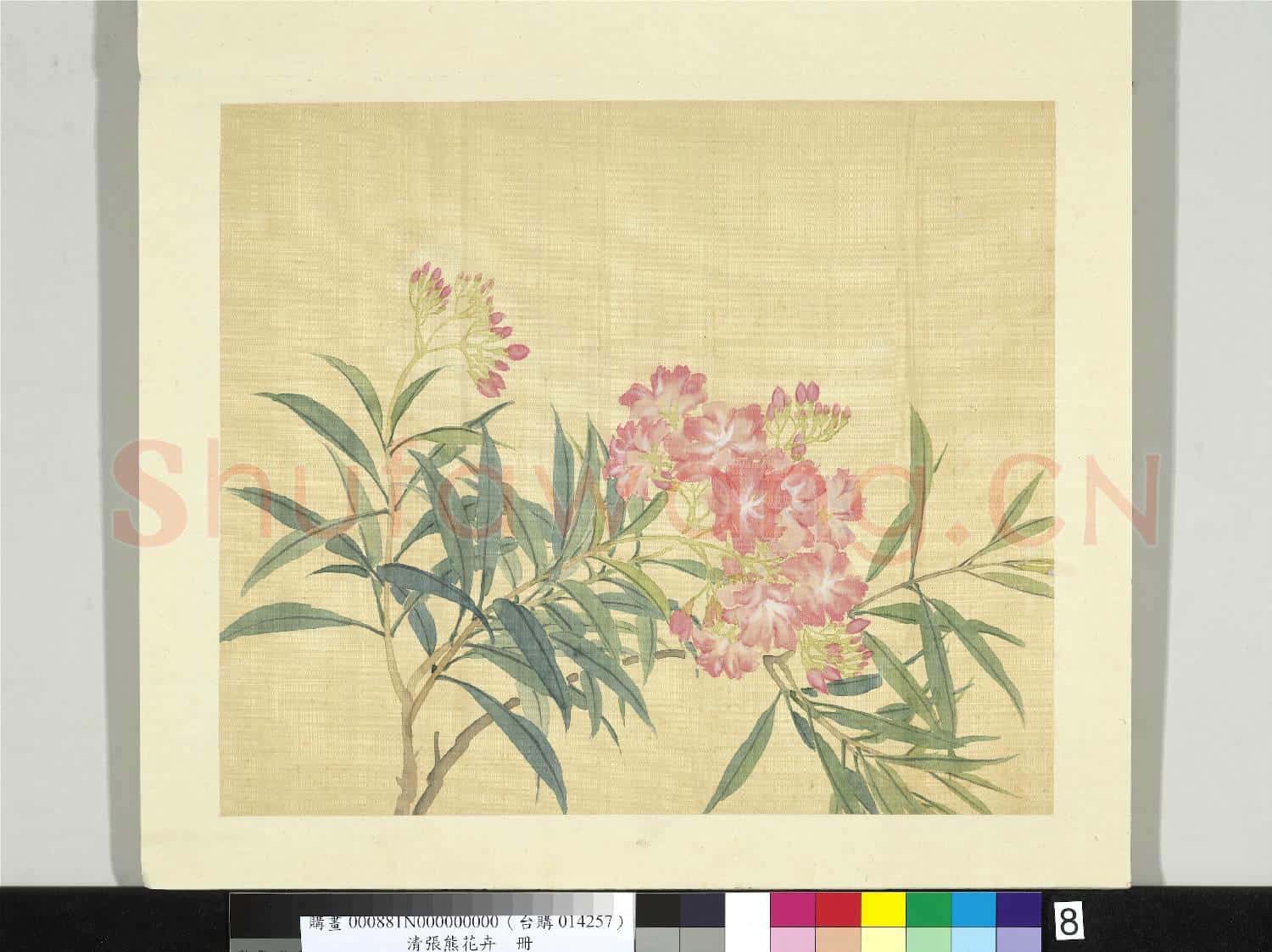 清張熊花卉冊 冊 夾竹桃