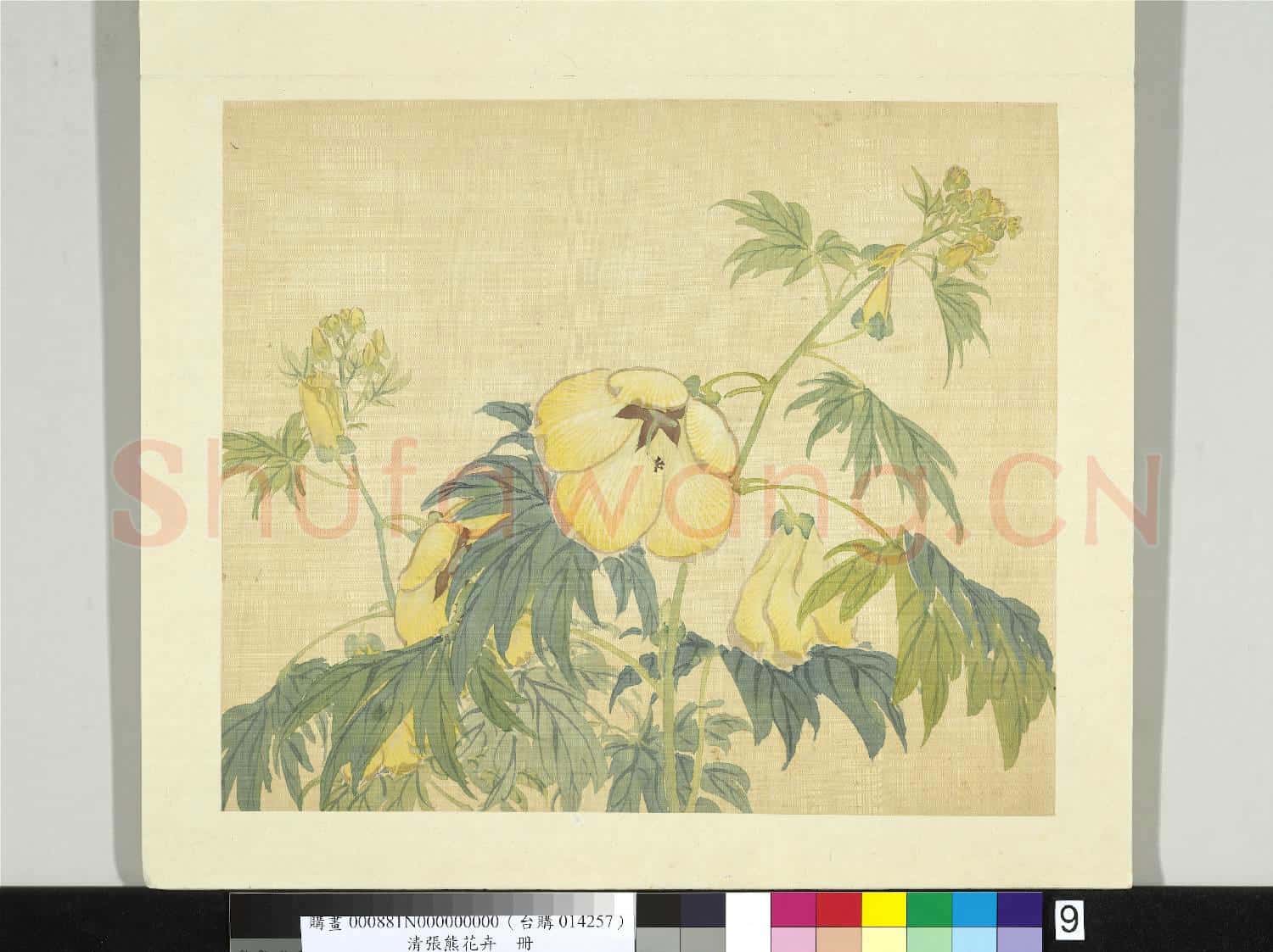 清張熊花卉冊 冊 秋葵
