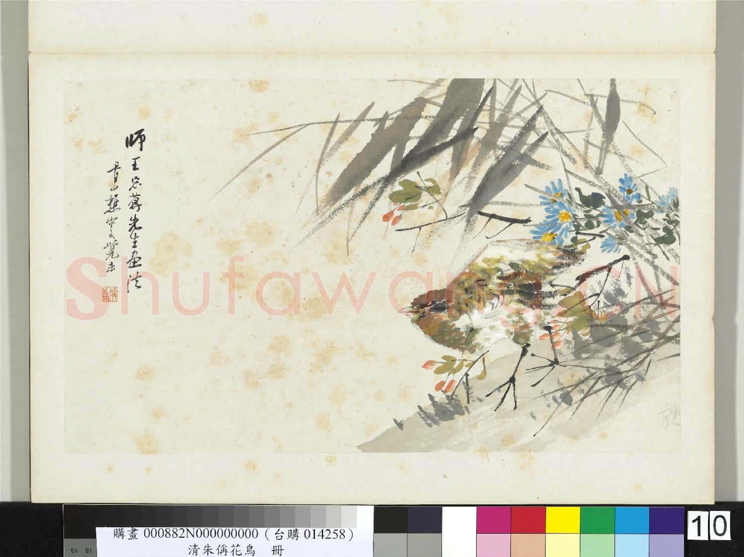 清朱偁花鳥冊 冊 菊花山鷓