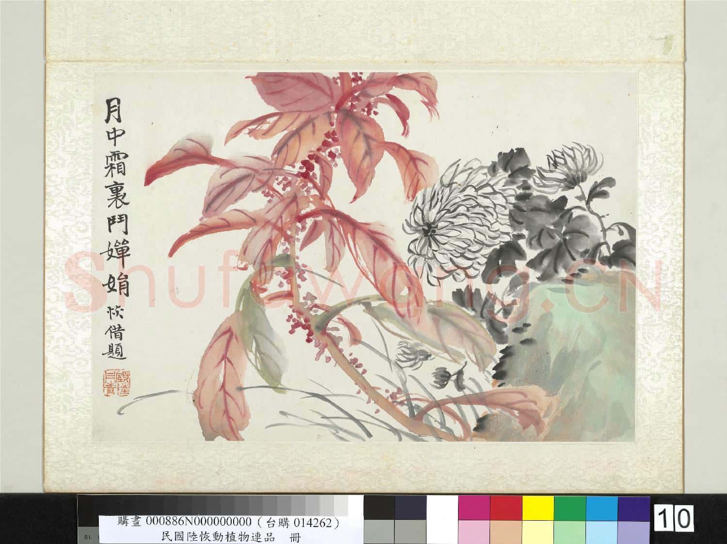 清陸恢動植物逸品冊 冊 菊花雁來紅