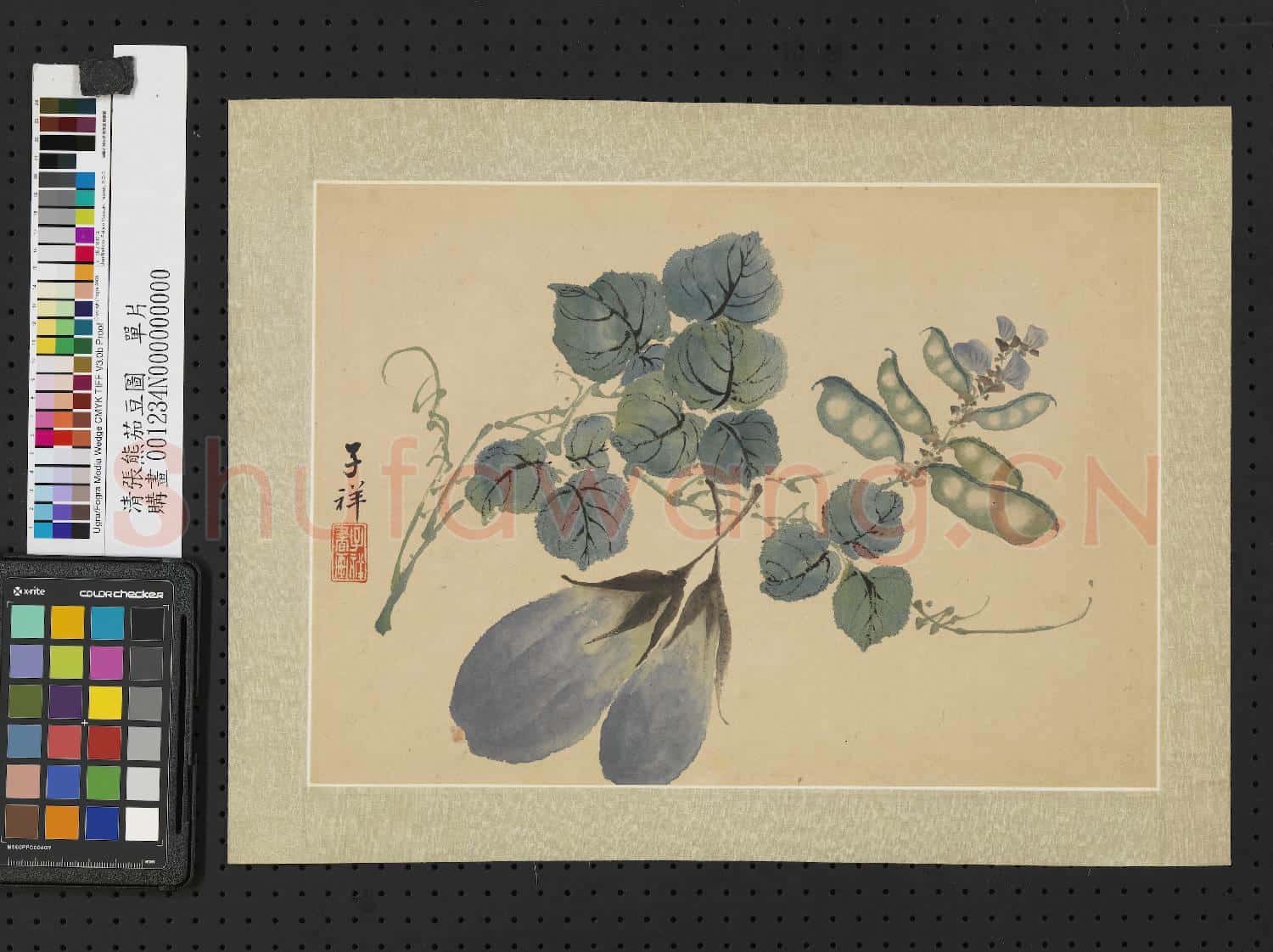 清張熊茄豆圖 單片