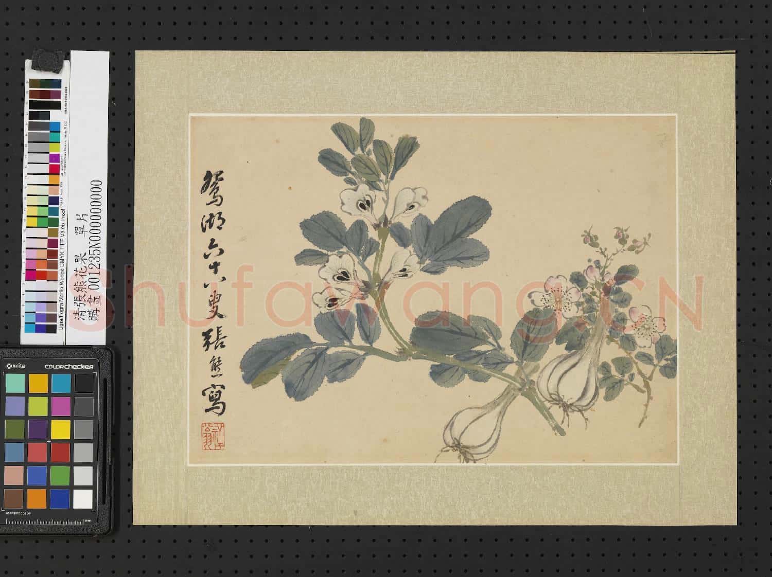 清張熊花果 單片