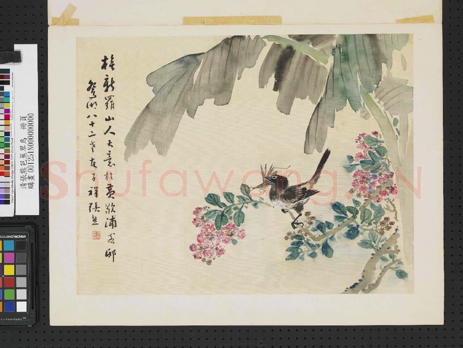 清張熊芭蕉翠鳥 單片