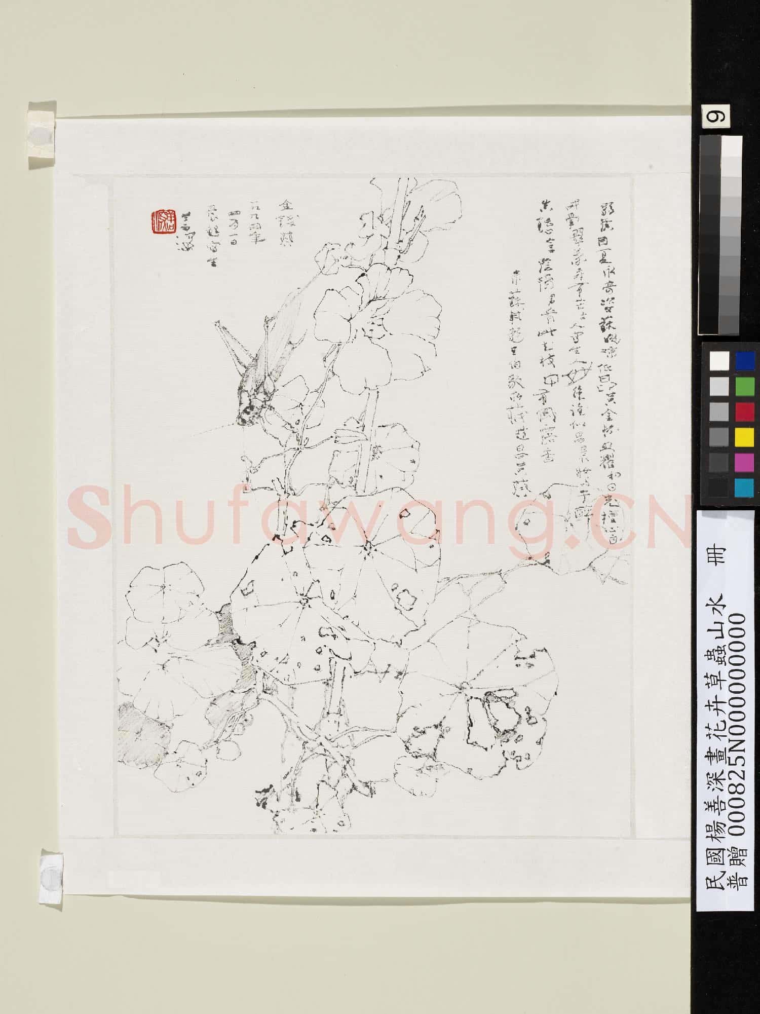 民國楊善深畫花卉草蟲山水 金錢葵