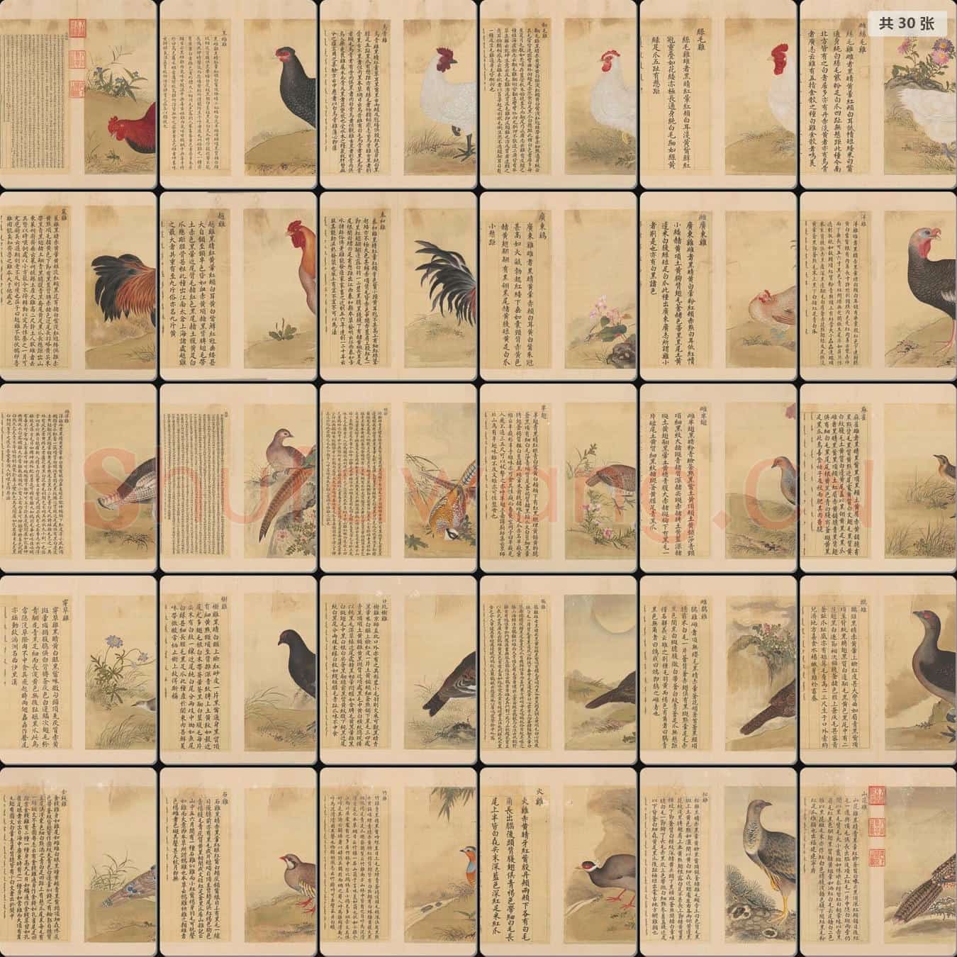 清 余省 张为邦 合仿蒋廷锡鸟谱图册第六册