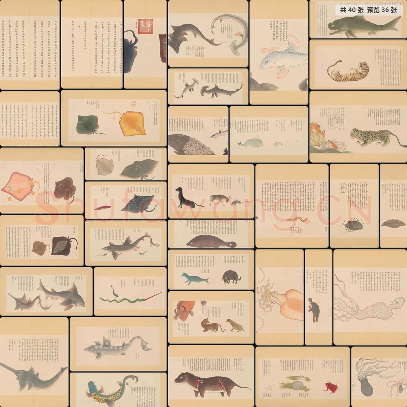 清 佚名 画海错图册第二册