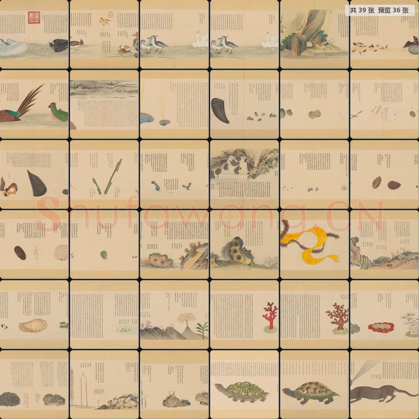 清 佚名 画海错图册第三册