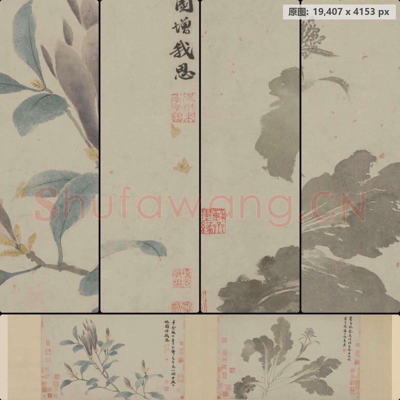 明 沈周 辛夷墨菜图卷