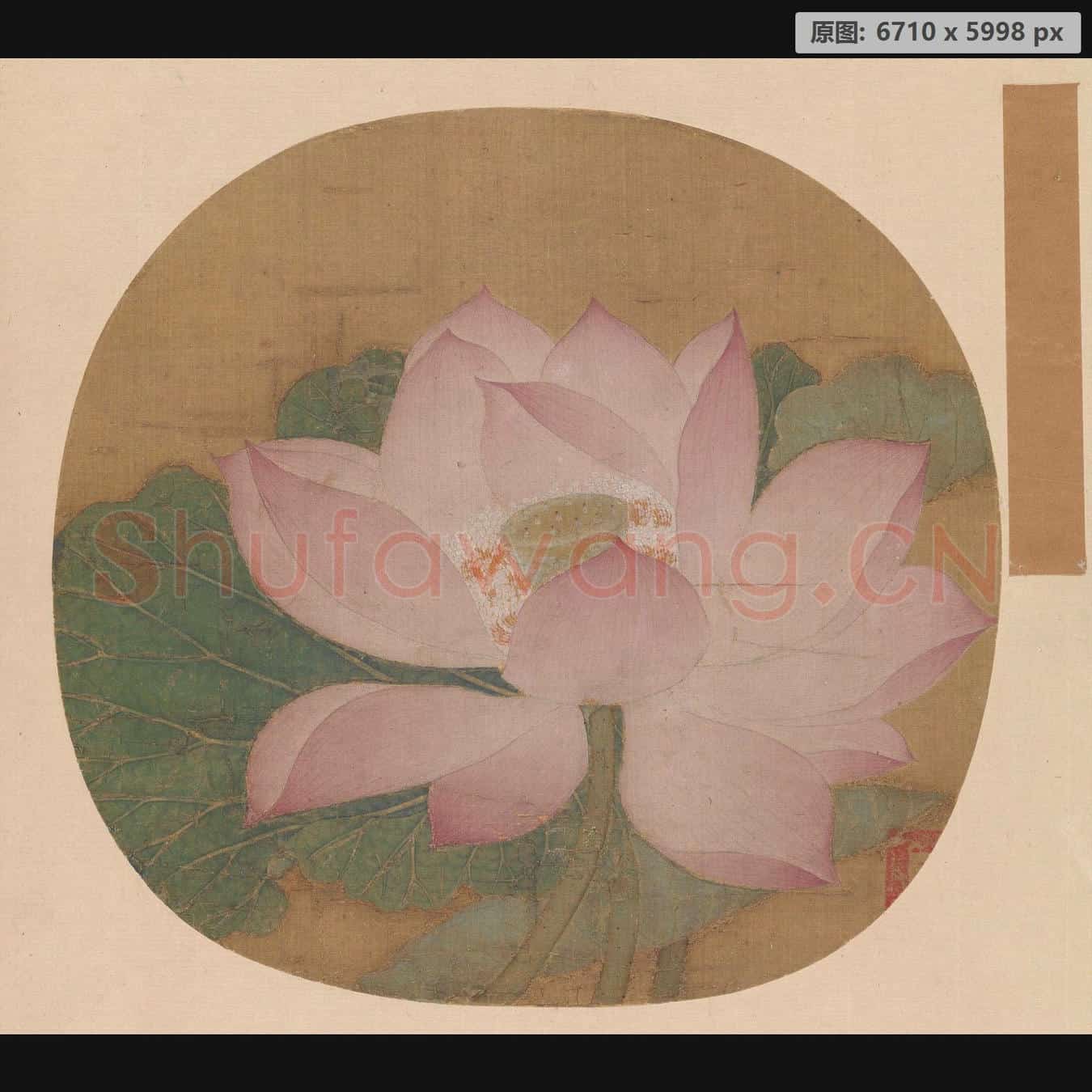 南宋 佚名 出水芙蓉图页