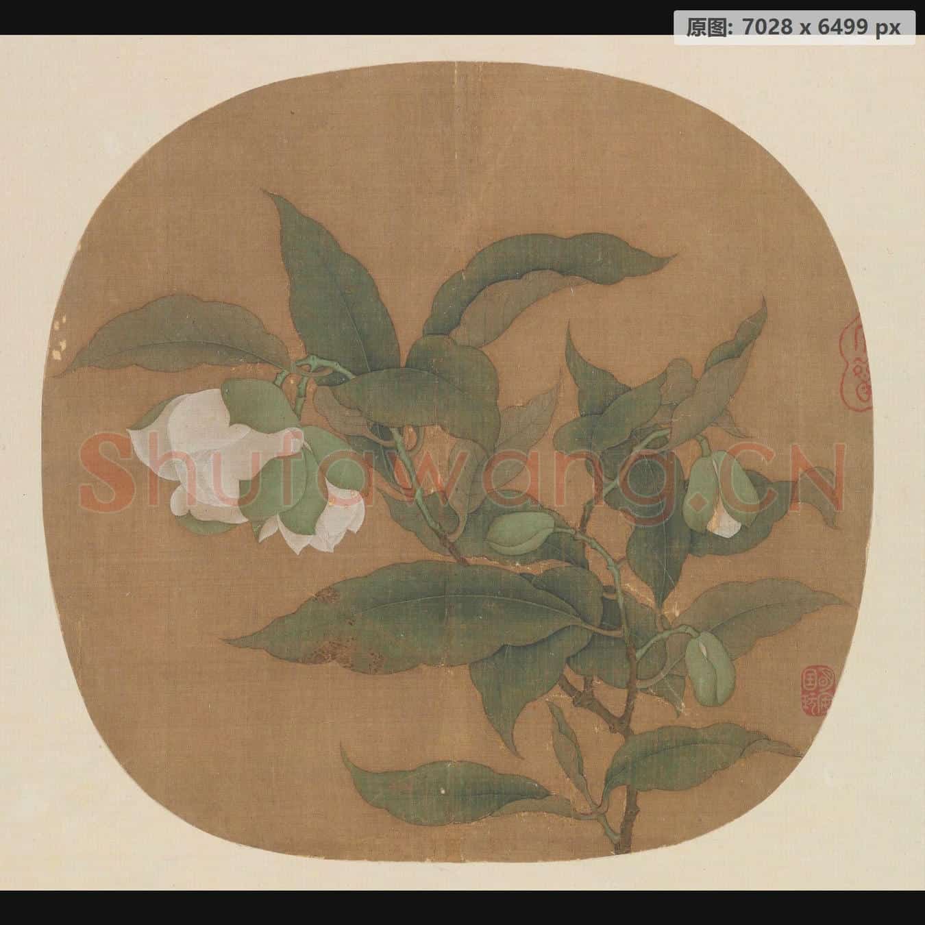 宋 佚名 白茶花图页