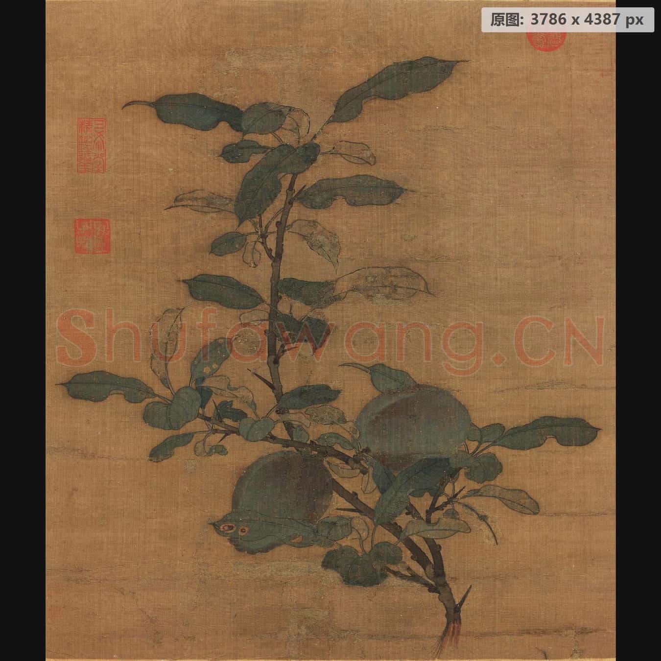 宋 佚名 折枝果页