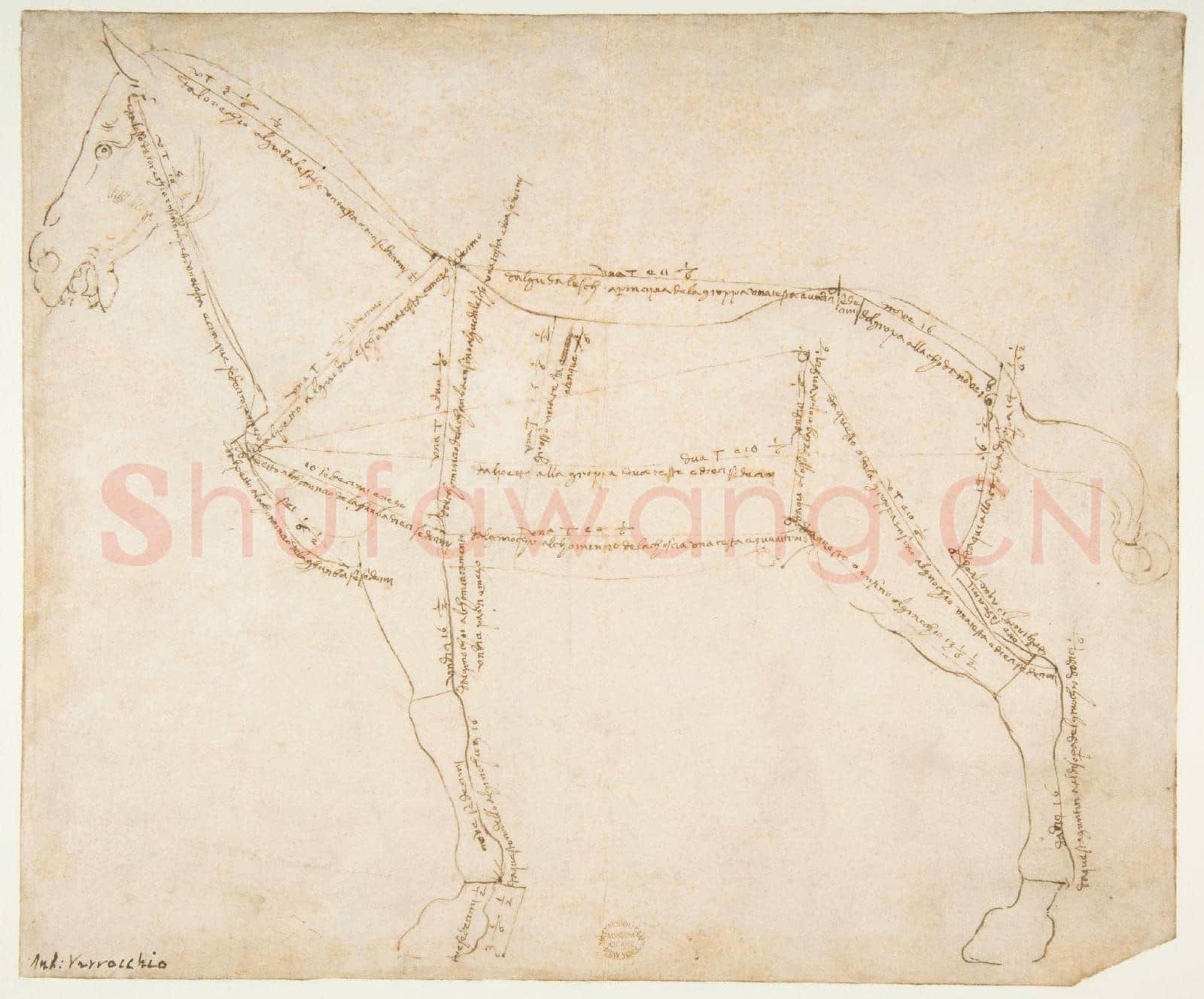 Andrea del Verrocchio-Measured Drawing of a Horse Facing Left(recto).tif