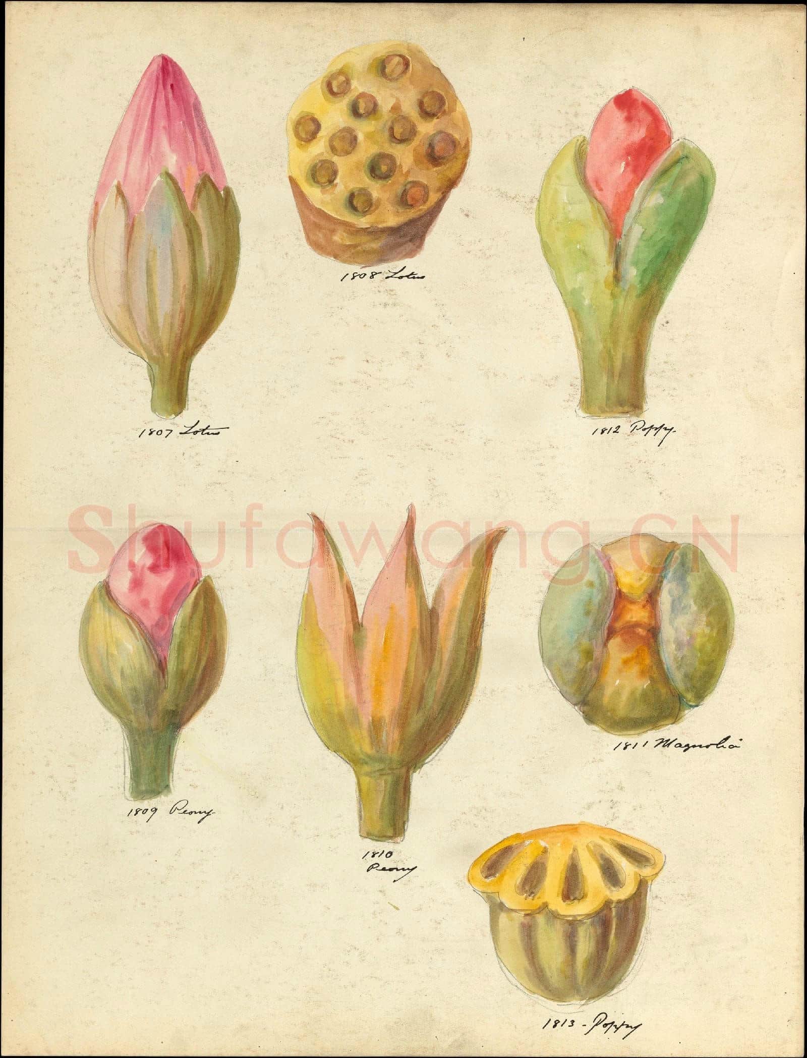 Lenox, Incorporated-Design drawing of flower buds and seedpods.tif