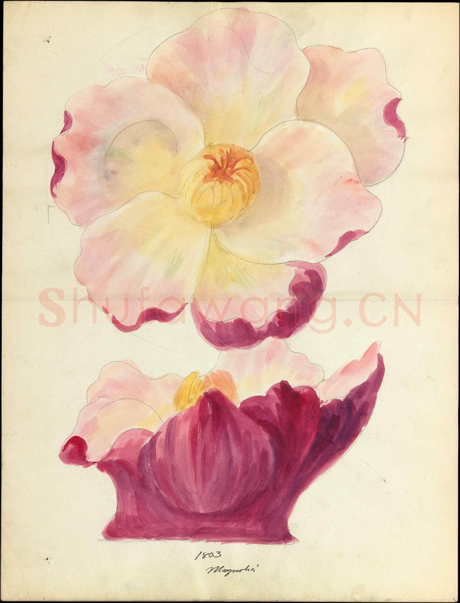 Lenox, Incorporated-Design drawing of magnolia blossom.tif