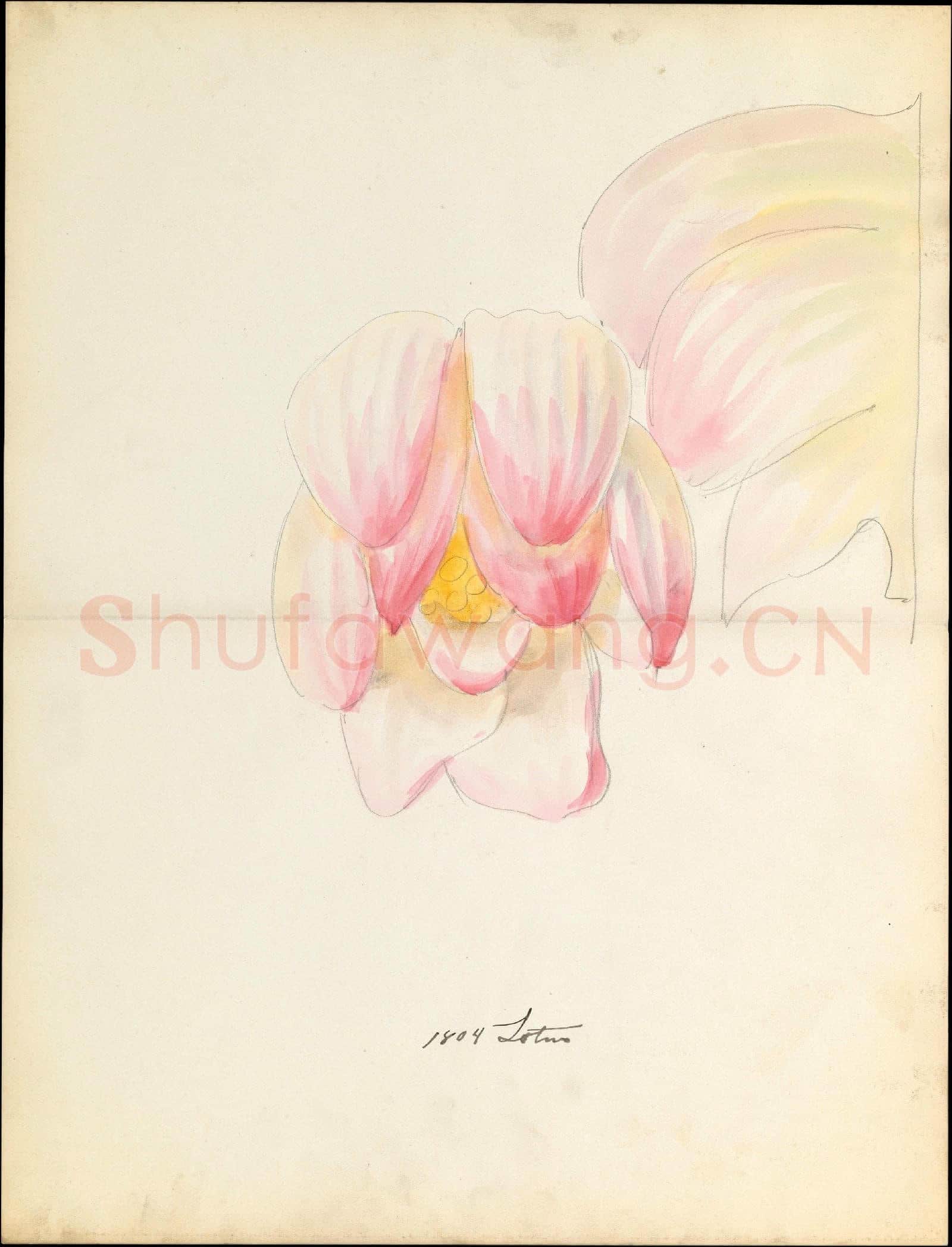 Lenox, Incorporated-Design drawing of of lotus blossom.tif