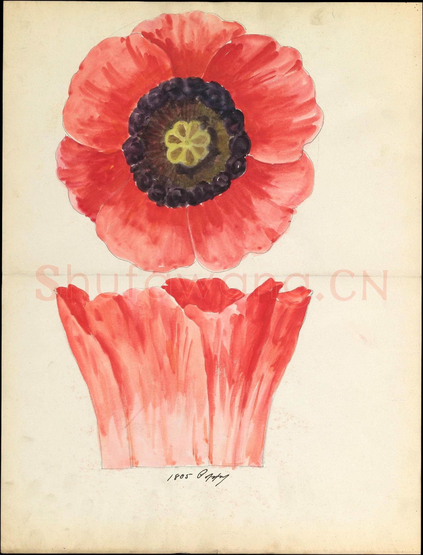 Lenox, Incorporated-Design drawing of of poppy blossom.tif
