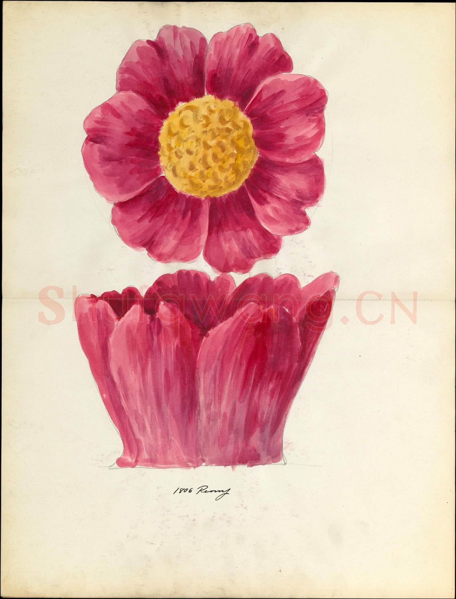 Lenox, Incorporated-Design drawing of peony blossom.tif