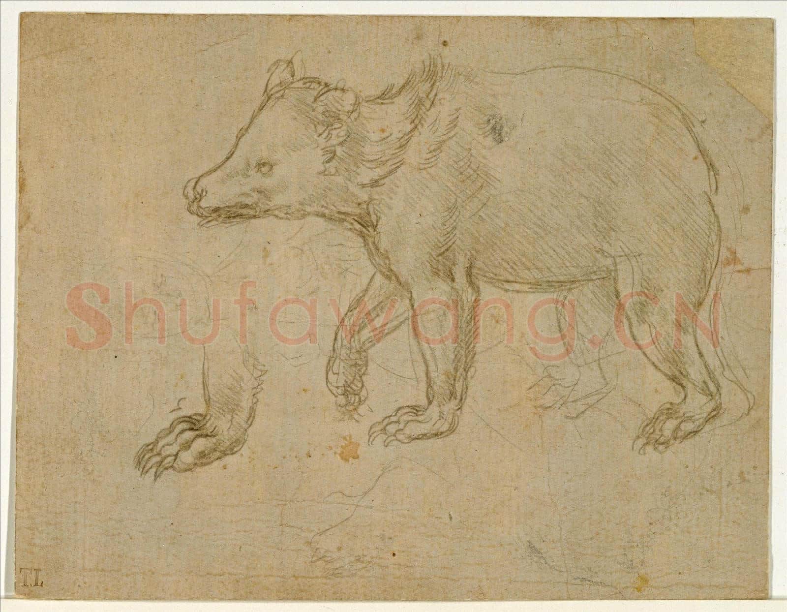 Leonardo da Vinci-A Bear Walking.tif
