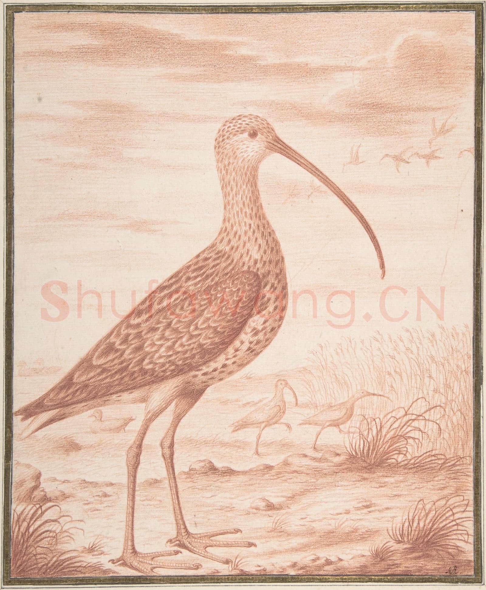 Nicolas Robert-Curlews and Ducks.tif
