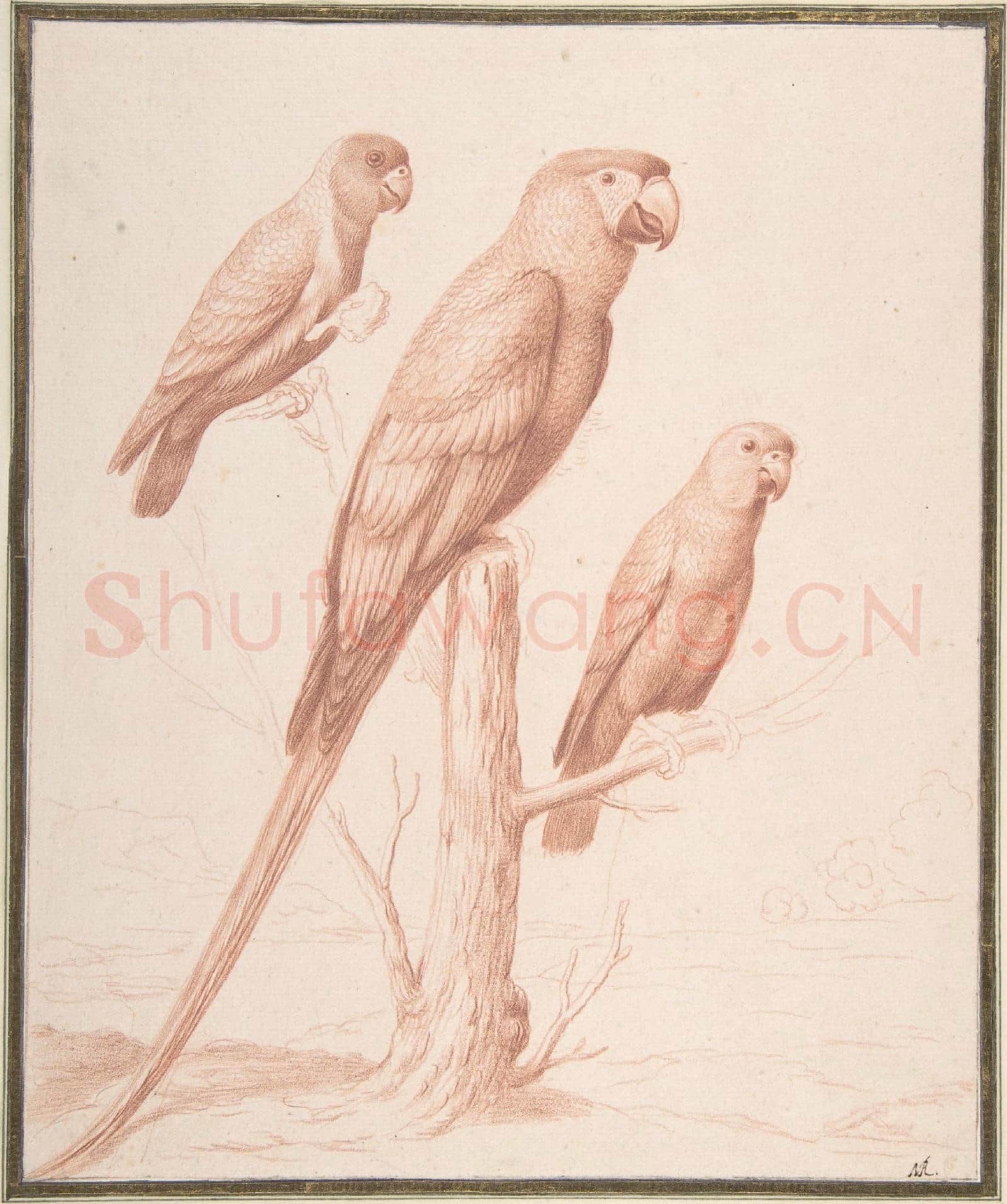 Nicolas Robert-Three Parrots.tif