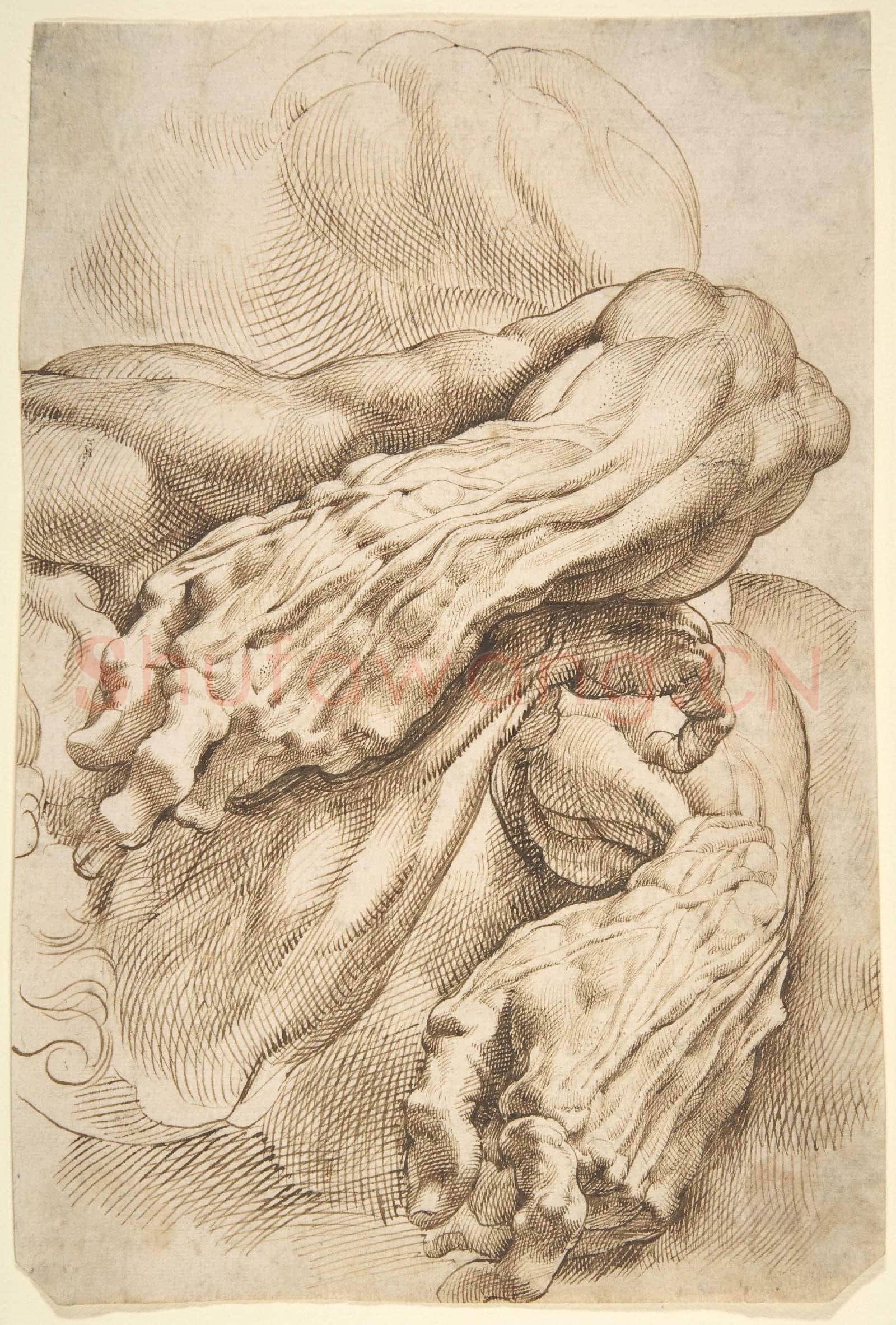 Peter Paul Rubens-Anatomical Studies a left forearm in two positions.tif