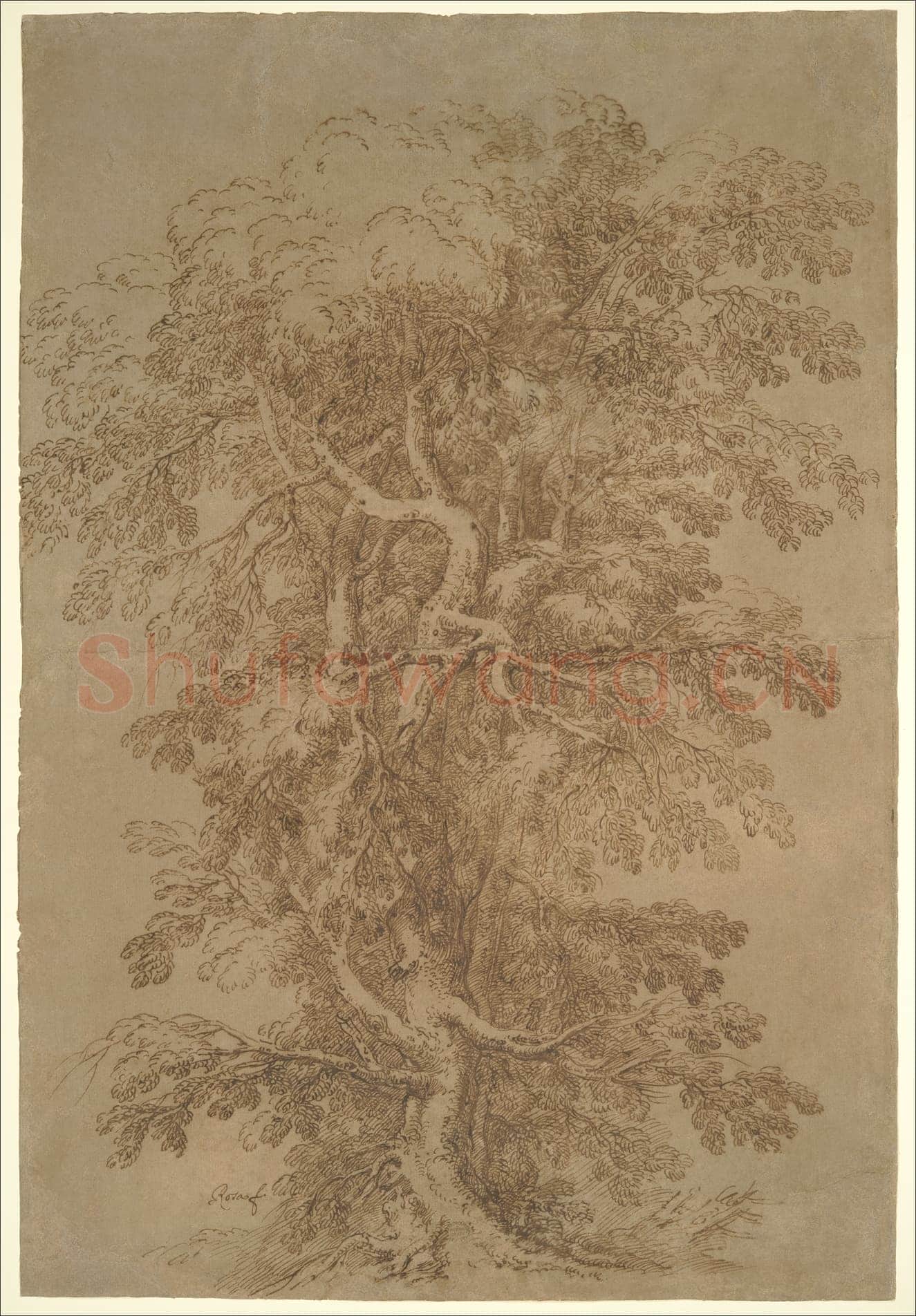Salvator Rosa-A Large Tree.tif