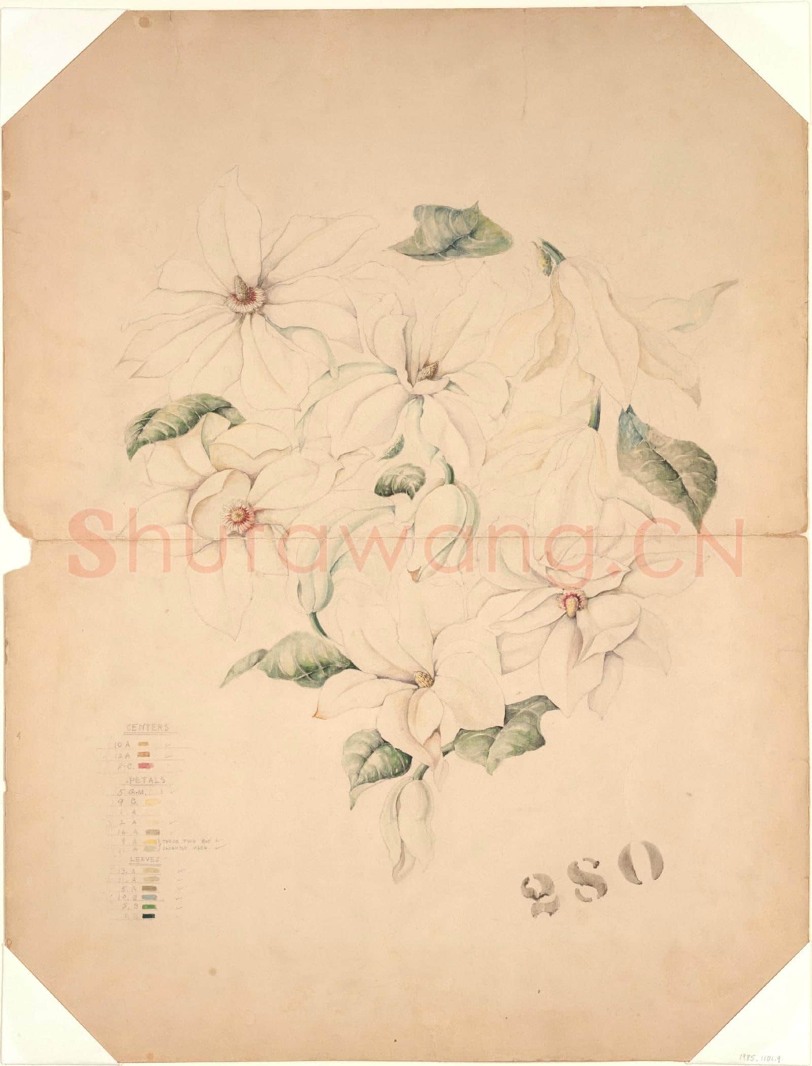Tiffany & Co-Design Drawing for Magnolia Vase.tif