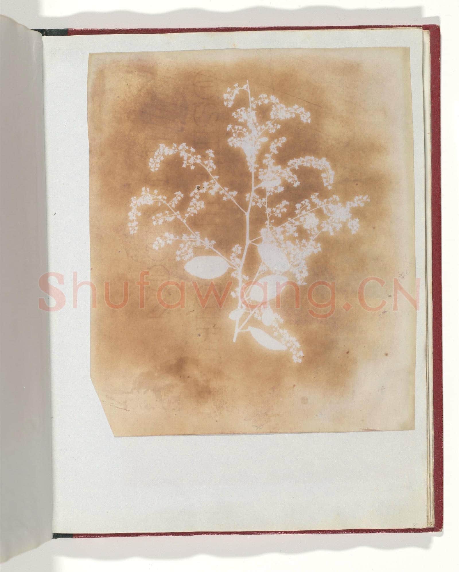 William Henry Fox Talbot-[Photogenic Drawing of a Plant].tif