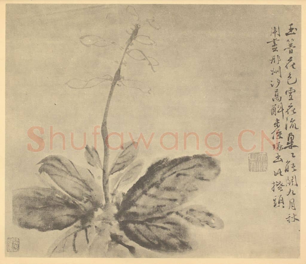 明 徐渭《玉簪花》国画作品