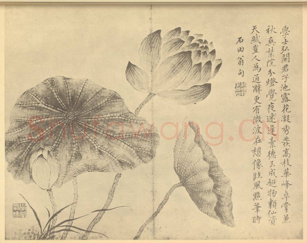 清 蒋廷锡《荷花图》国画作品