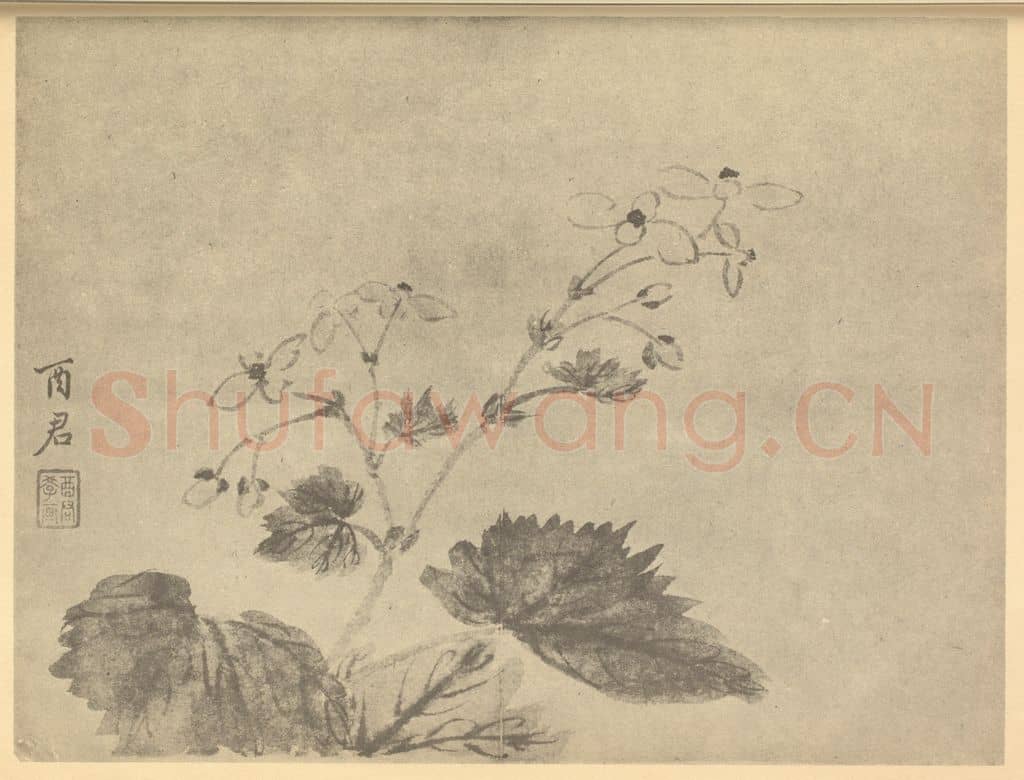 清 蒋廷锡《秋海棠》国画作品
