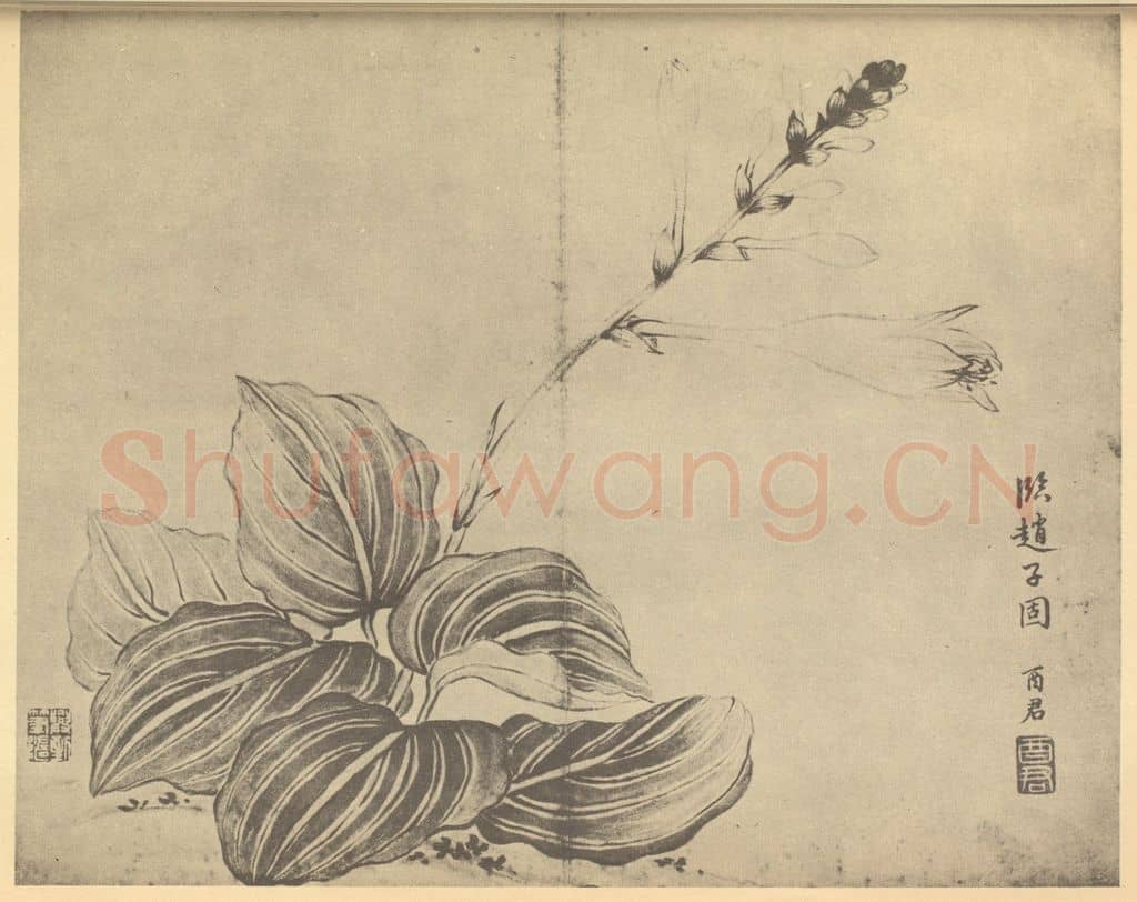 清 蒋廷锡《玉簪》国画作品
