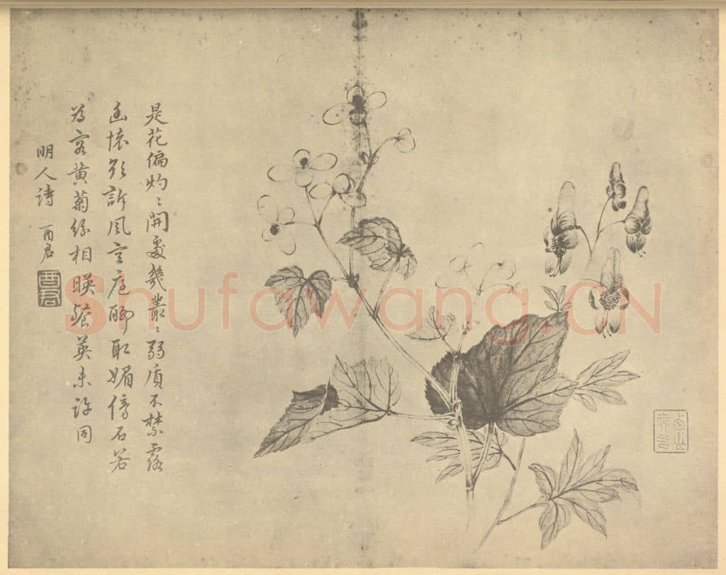 清 蒋廷锡《秋海棠鸟头》国画作品