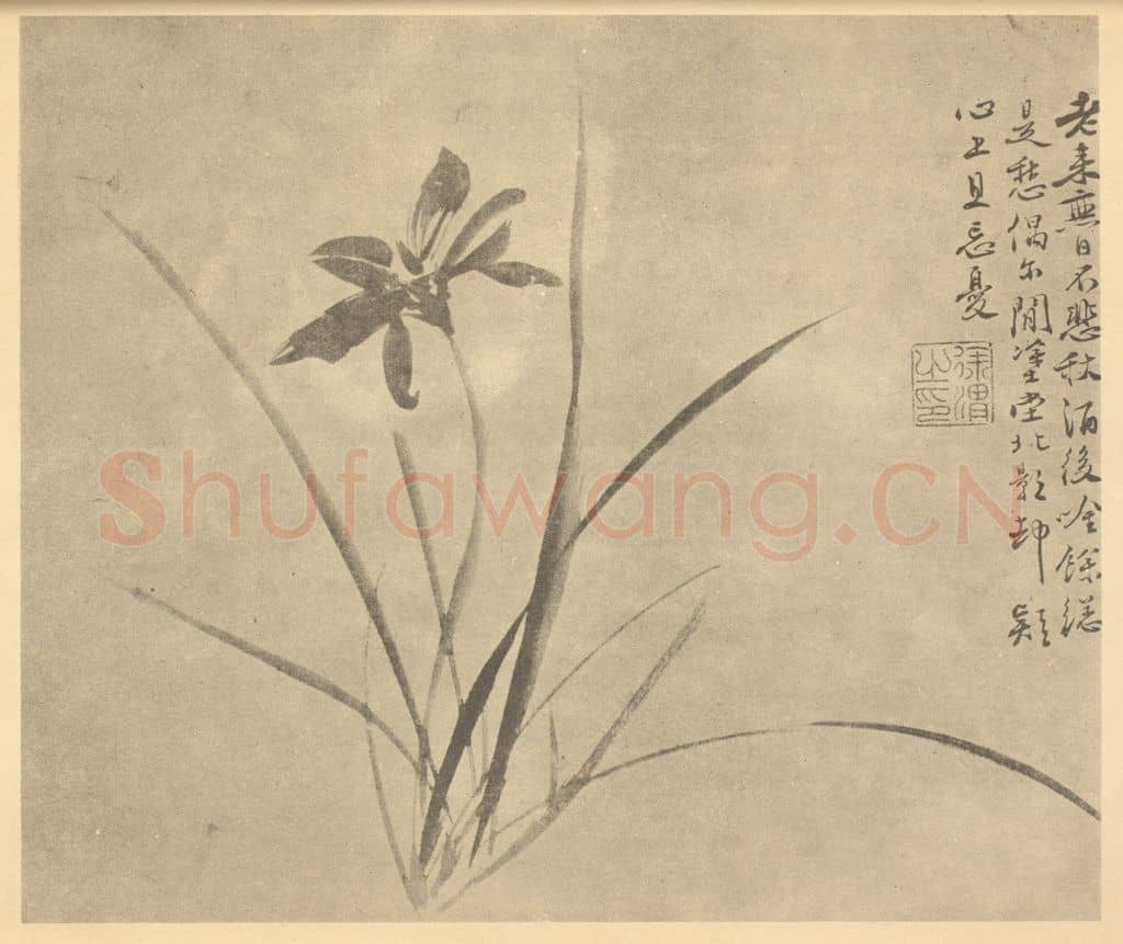 明 徐渭《萱草》国画作品