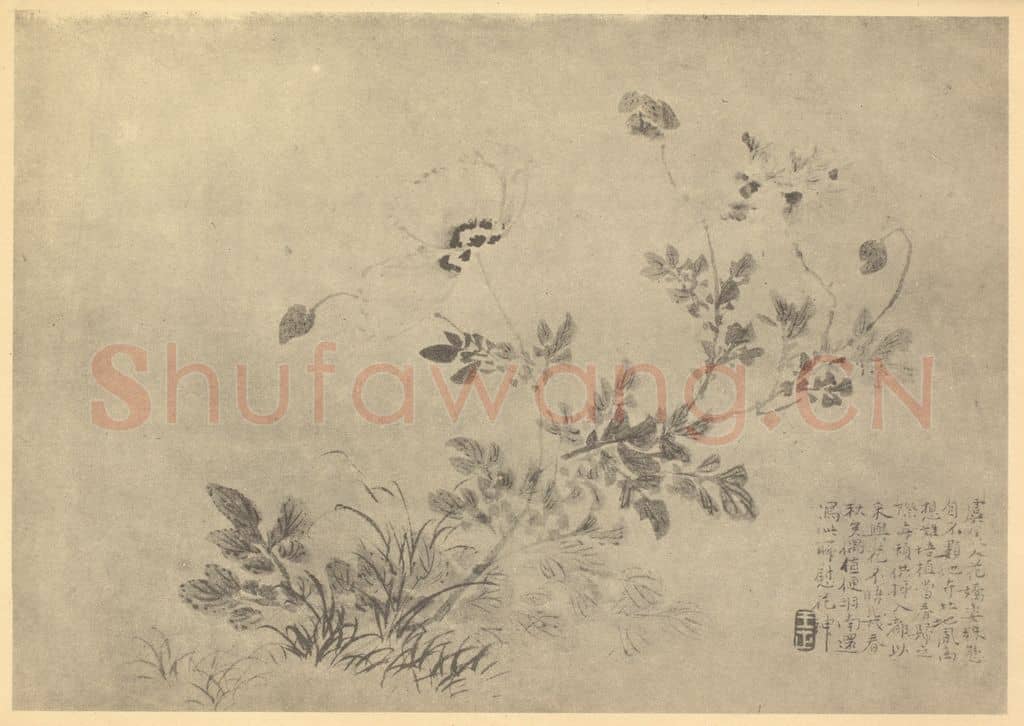 清 王正《罂粟图》国画作品