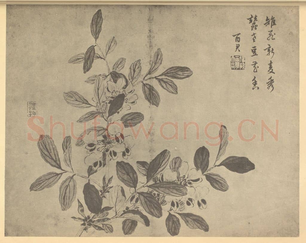 清 蒋廷锡《荳花》国画作品